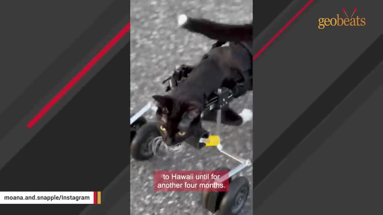 A black cat using a custom wheeled mobility cart on an asphalt surface.
