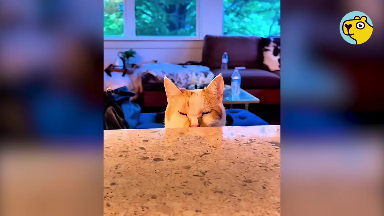 An orange and white cat peeks its head over a kitchen counter, looking forward with its eyes squinted.