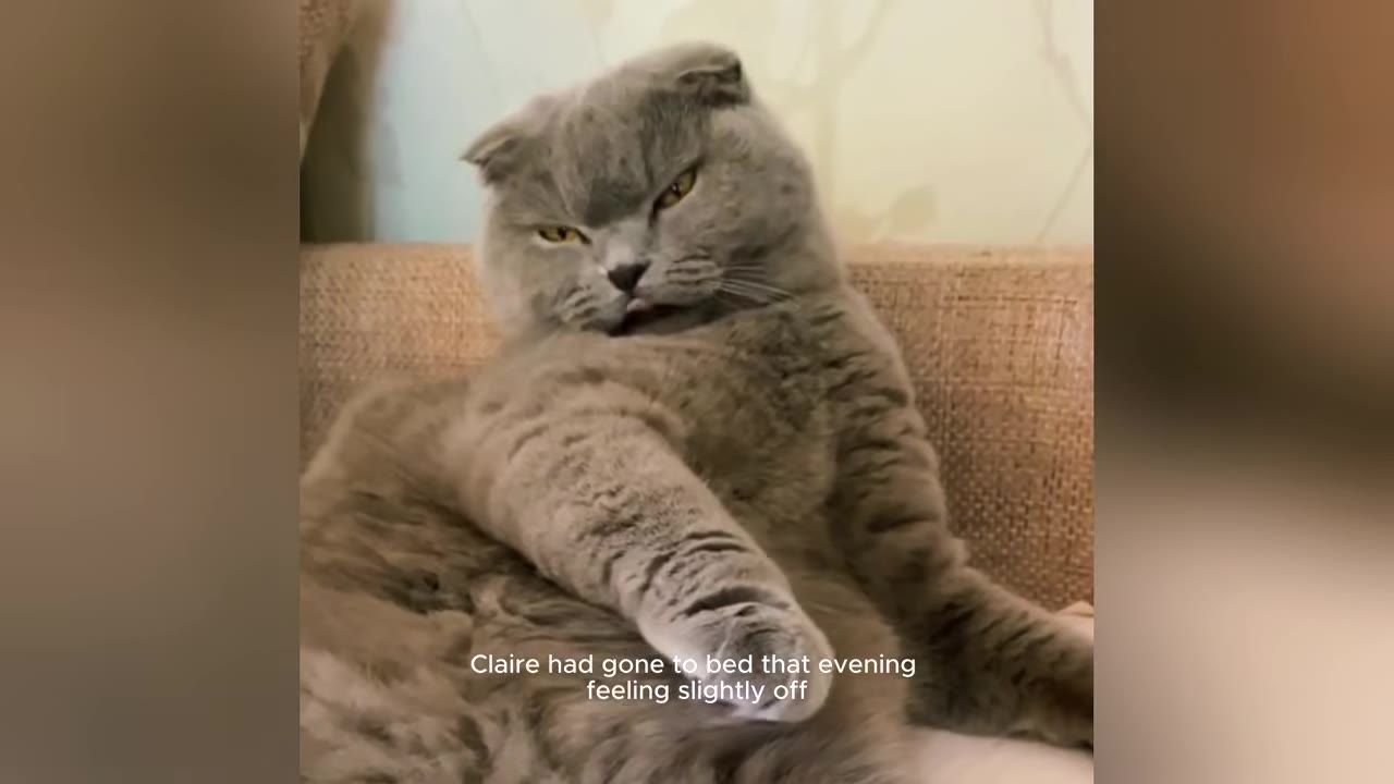 A grey Scottish Fold cat with folded ears sits on a beige couch, looking sleepy with half-closed eyes, with text overlay reading 'Claire had gone to bed that evening feeling slightly off'.