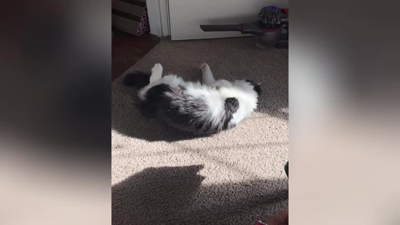 A fluffy black and white cat lies on its back on a beige carpeted floor.