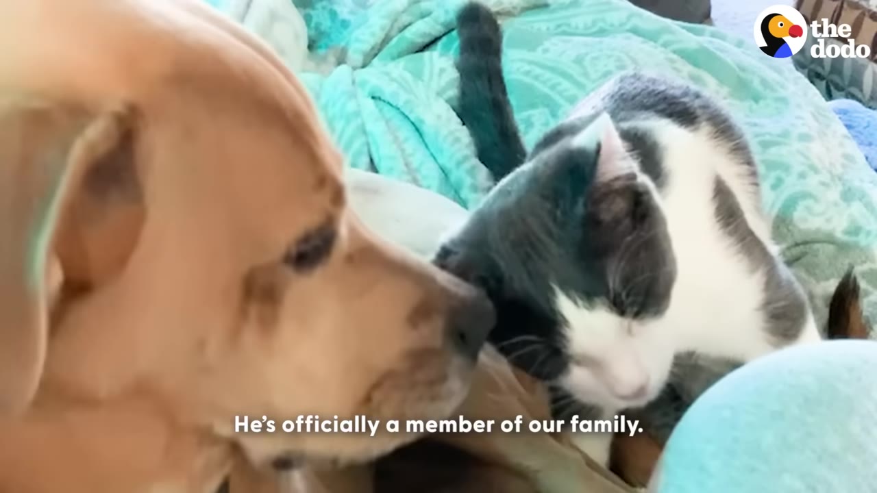 A close-up of a light brown dog and a black-and-white cat nuzzling each other on a teal blanket, with the text overlay 'He's officially a member of our family.'