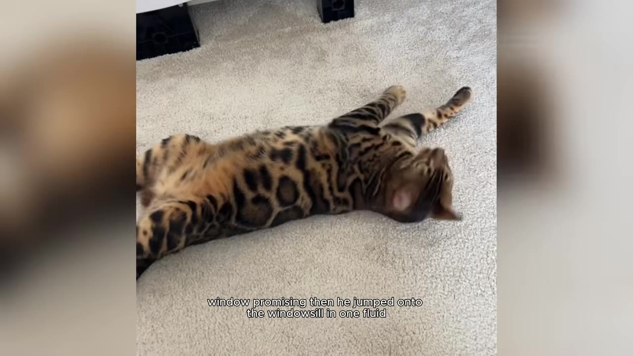A Bengal cat with spotted fur lies on its back on a light-colored carpeted floor.