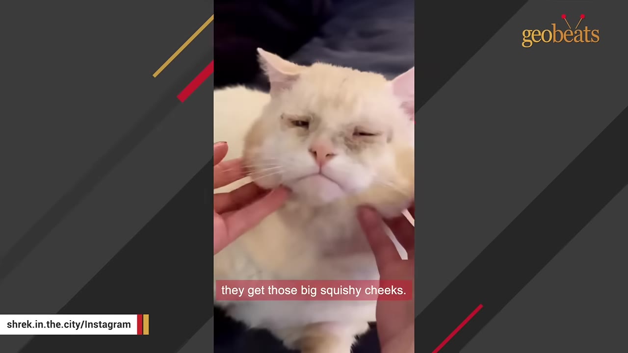 A close-up of a light orange and white cat named Shrek having his large, squishy cheeks gently held by a person's hands.