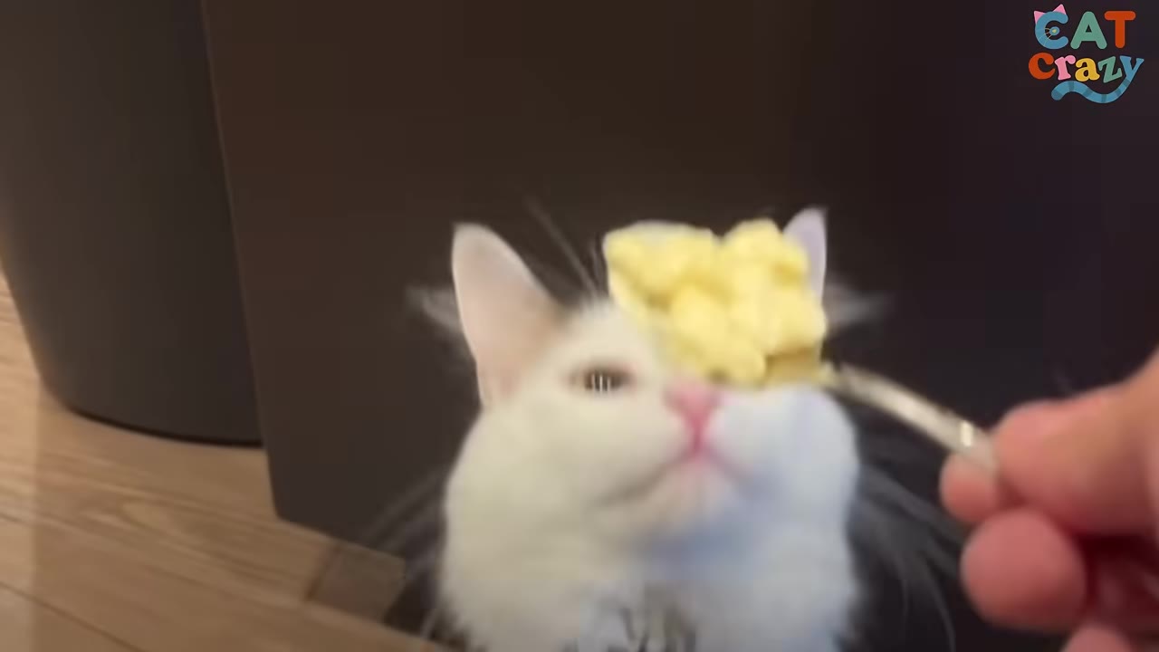 A fluffy white cat looking up eagerly at a forkful of macaroni salad being held out to him.