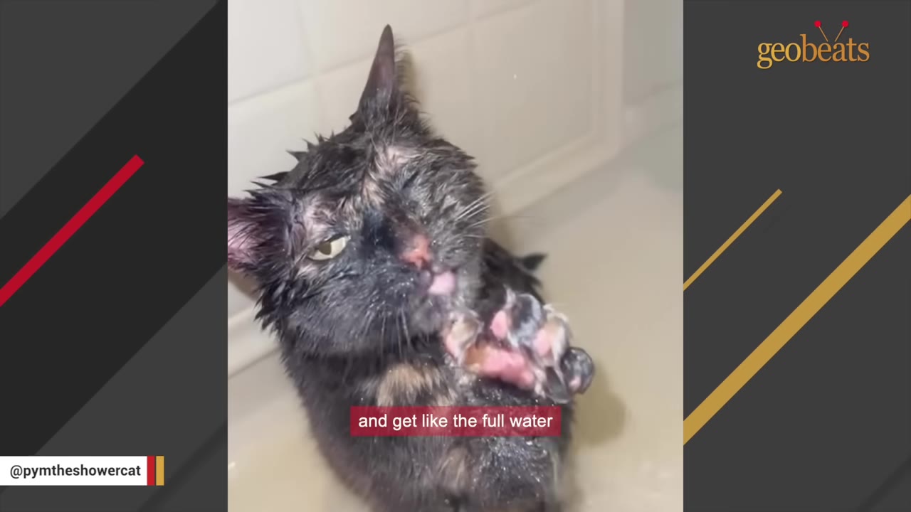 A wet tortoiseshell cat sits in a bathtub, licking its paw with its eyes partially closed.