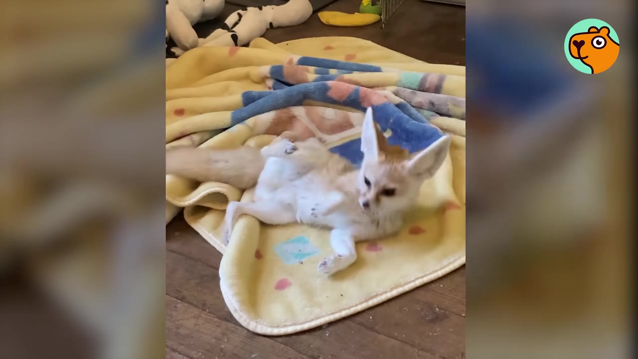 A fennec fox lies on its back on a yellow blanket, looking up with its large ears perked.
