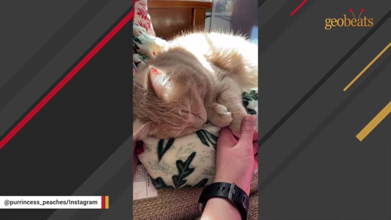 Pennsylvania Cat Surrendered After A Foreclosure Hides A Sweet Secret In Her Purr