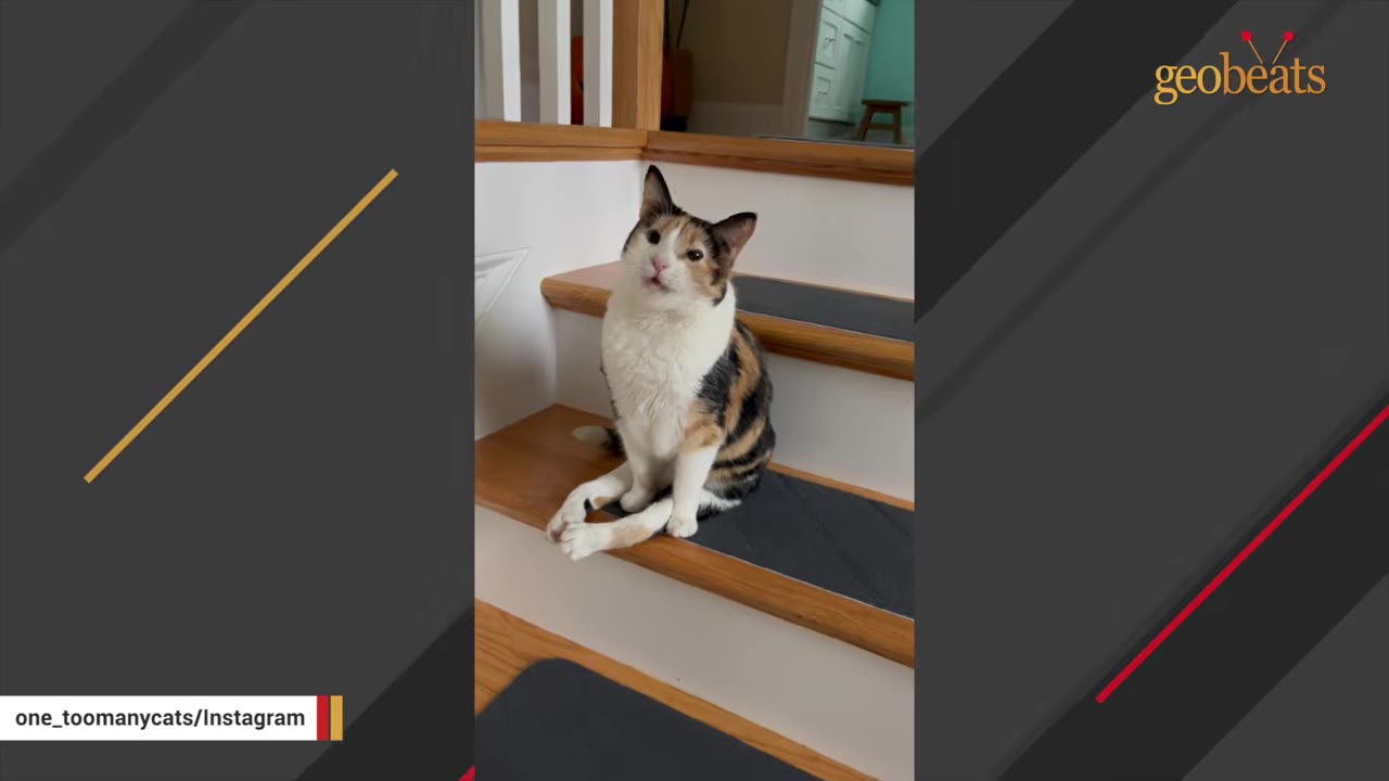 A calico cat sits on wooden stairs with its mouth slightly open as if vocalizing.