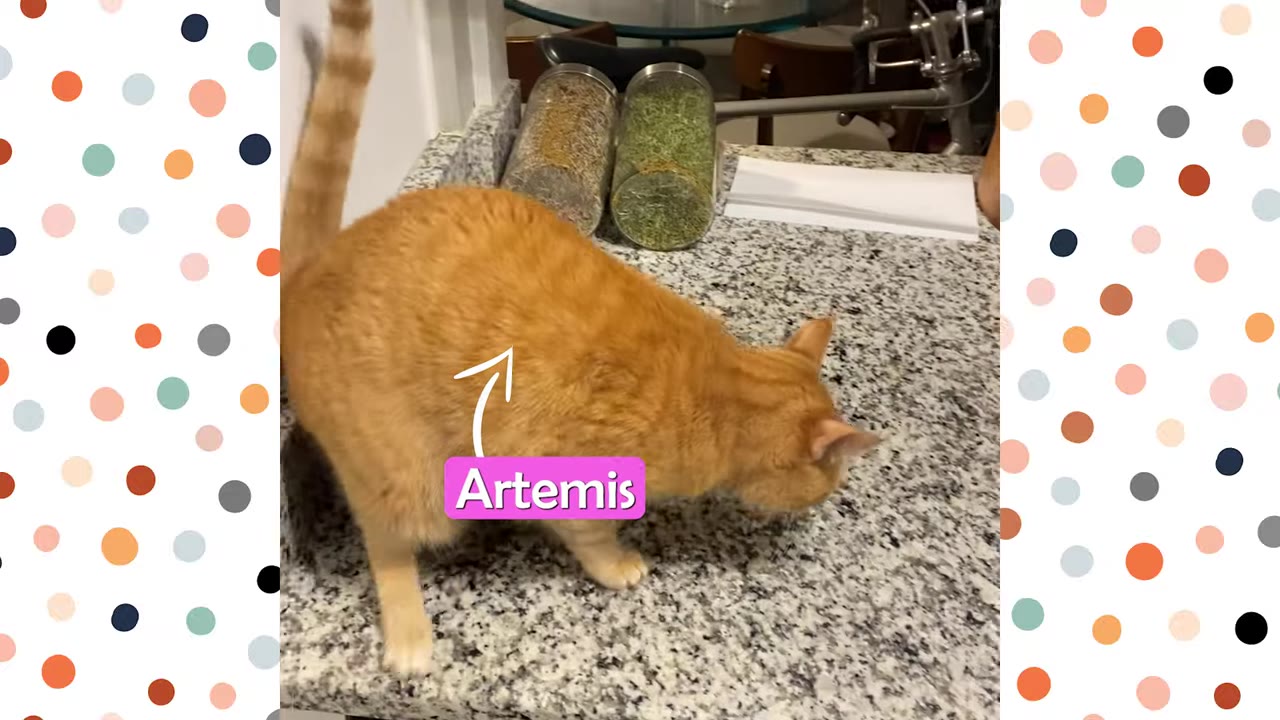 An orange tabby cat standing on a granite countertop next to glass jars, with a pink text label identifying her as Artemis.