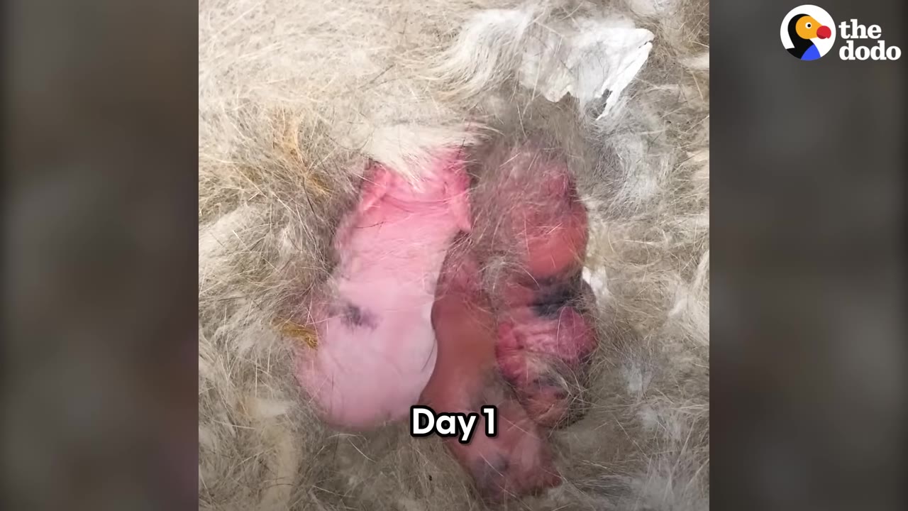 Two tiny, hairless pink newborn animals nestled in a bed of soft grey fur.