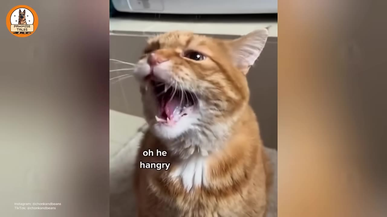 A close-up of an orange tabby cat with its mouth wide open, meowing loudly with a fierce expression, with the text 'oh he hangry' overlaid.