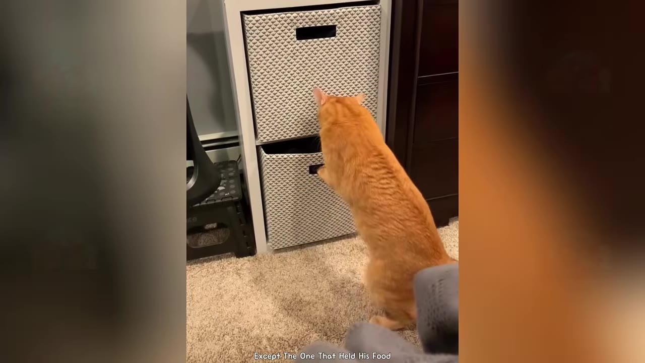 An orange tabby cat stands on its hind legs to peer into a fabric storage drawer in a white shelving unit.