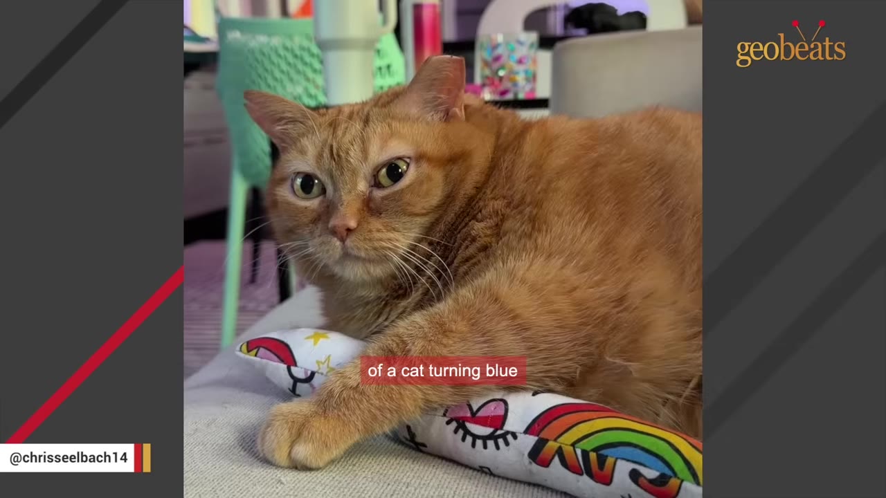 An orange cat with wide, anxious eyes lies down with its paw resting on a colorful rainbow-patterned toy.
