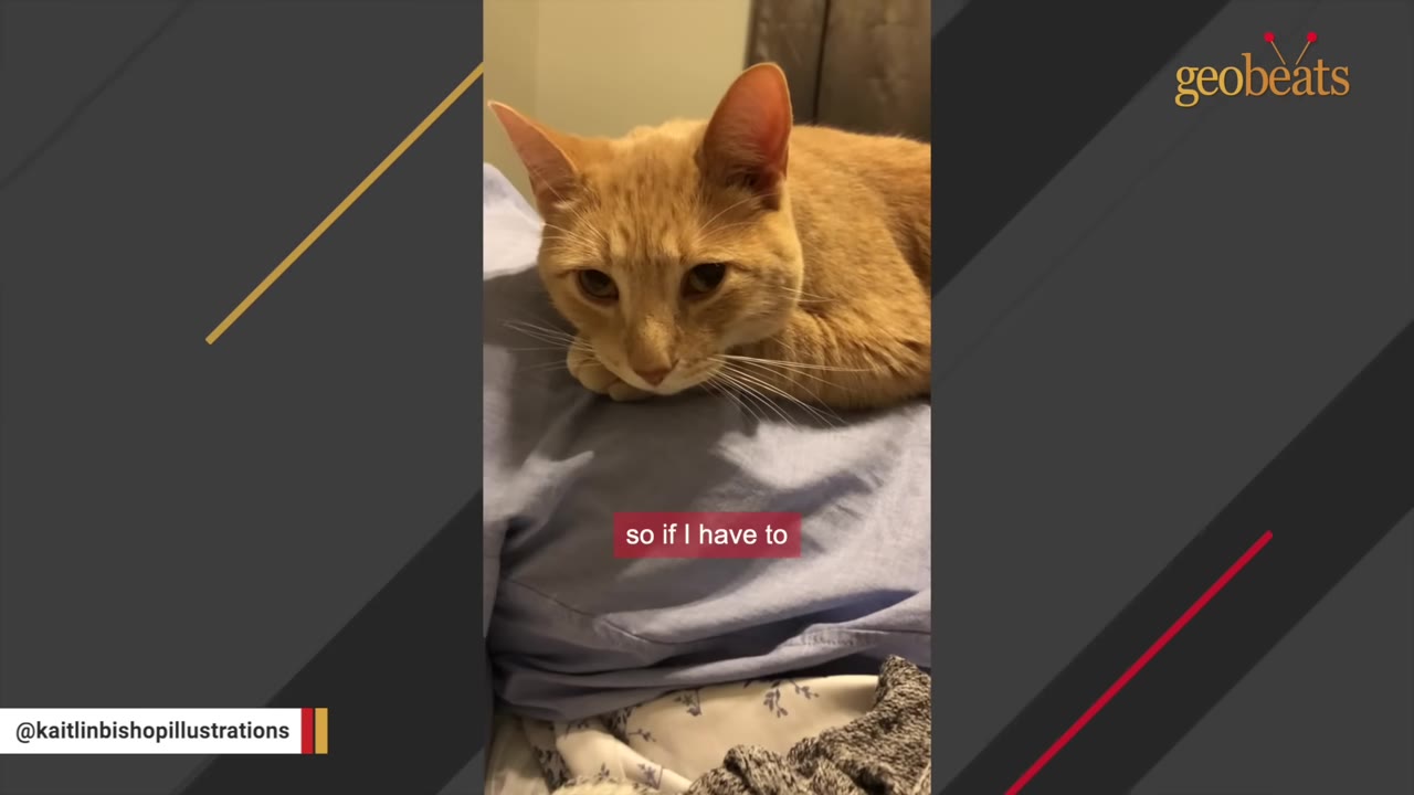 An orange tabby cat lying down on a blue shirt with a sad, dramatic expression.