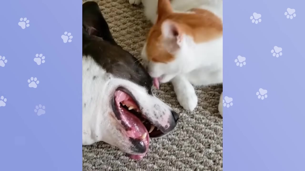 An orange and white cat licking the head of a black and white dog lying down with its mouth open.