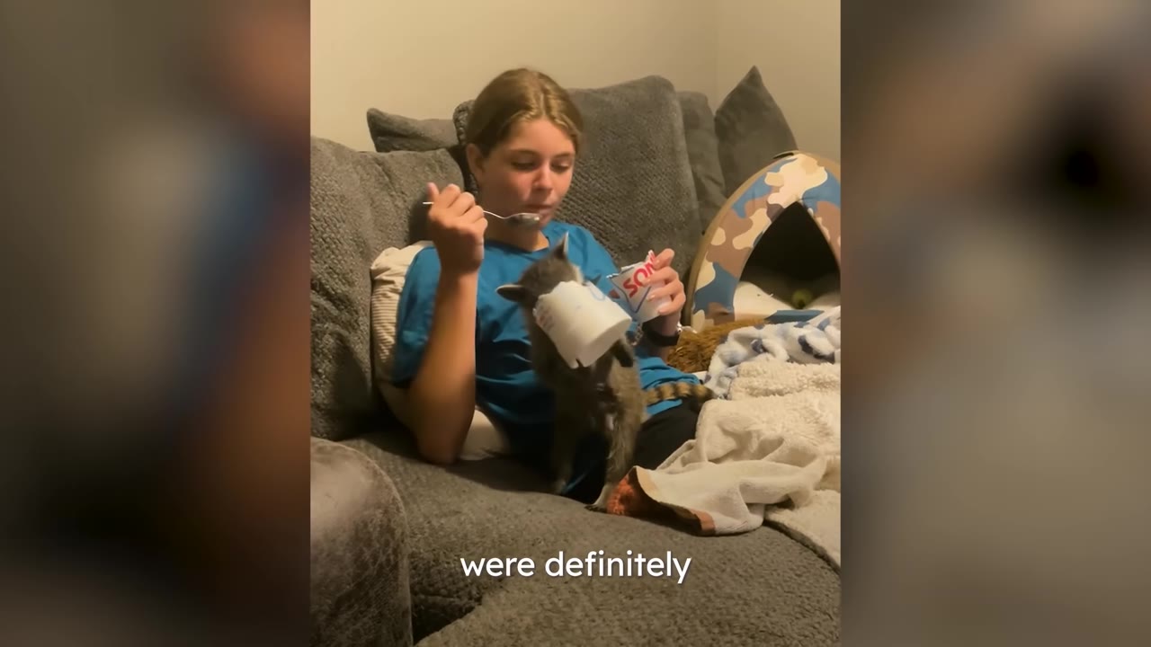 A young raccoon with a white cup stuck over its head sits on a grey couch next to a girl holding a spoon and a cup.