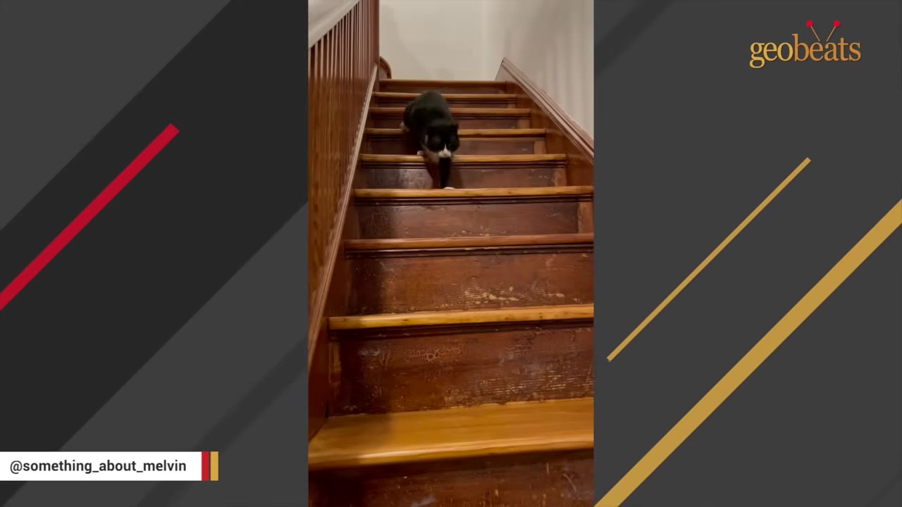 A black and white cat cautiously walks down a flight of wooden stairs inside a house.