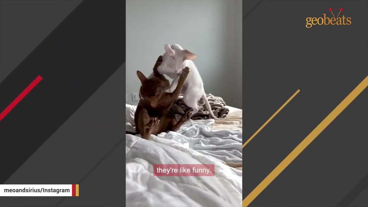 A small white cat pounces playfully on a larger brown cat on a bed, demonstrating its dominant personality.