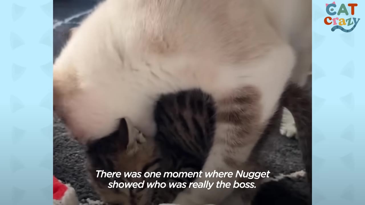 A close-up shot of a small tabby kitten, Nugget, interacting with a larger white and grey cat, Bundy, on a grey rug.
