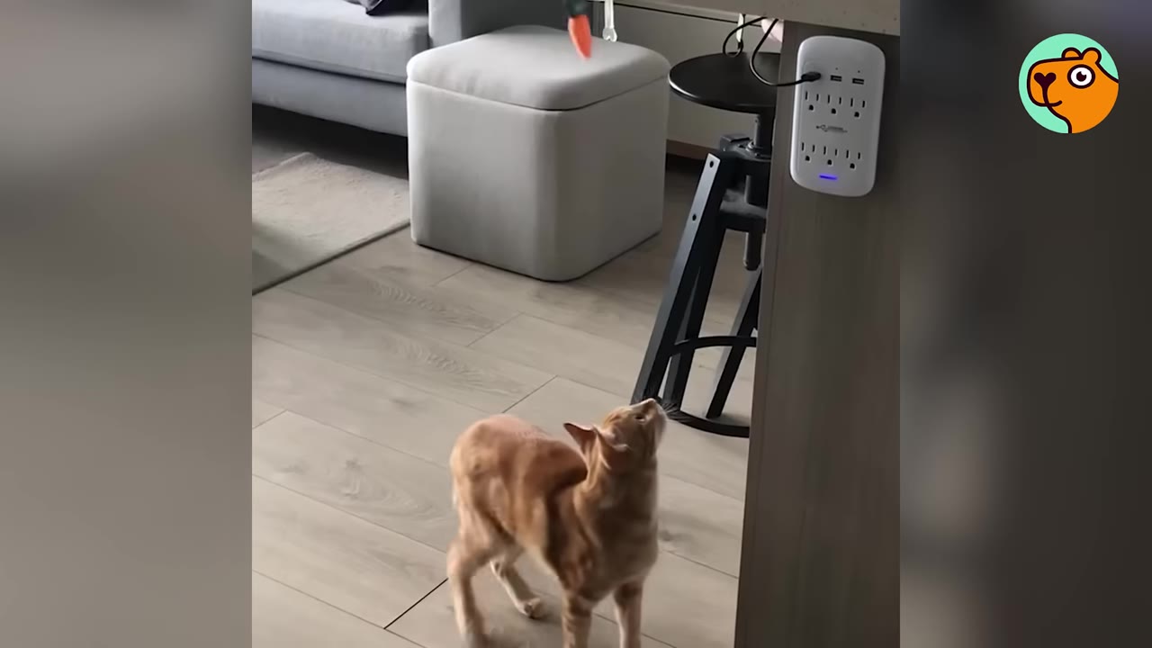 An orange cat stands on a wooden floor, looking up at a toy carrot hanging from above.
