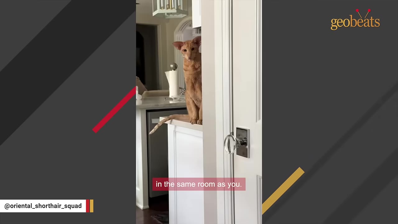 An orange Oriental Shorthair cat sits on a white kitchen counter, peeking around a doorway to look directly at the camera.