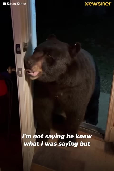 A large black bear standing in an open doorway with its mouth wrapped around the metal doorknob.
