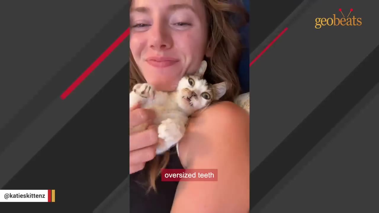 A woman smiles while holding a small kitten whose oversized, vampire-like teeth are clearly visible as it looks towards the camera.