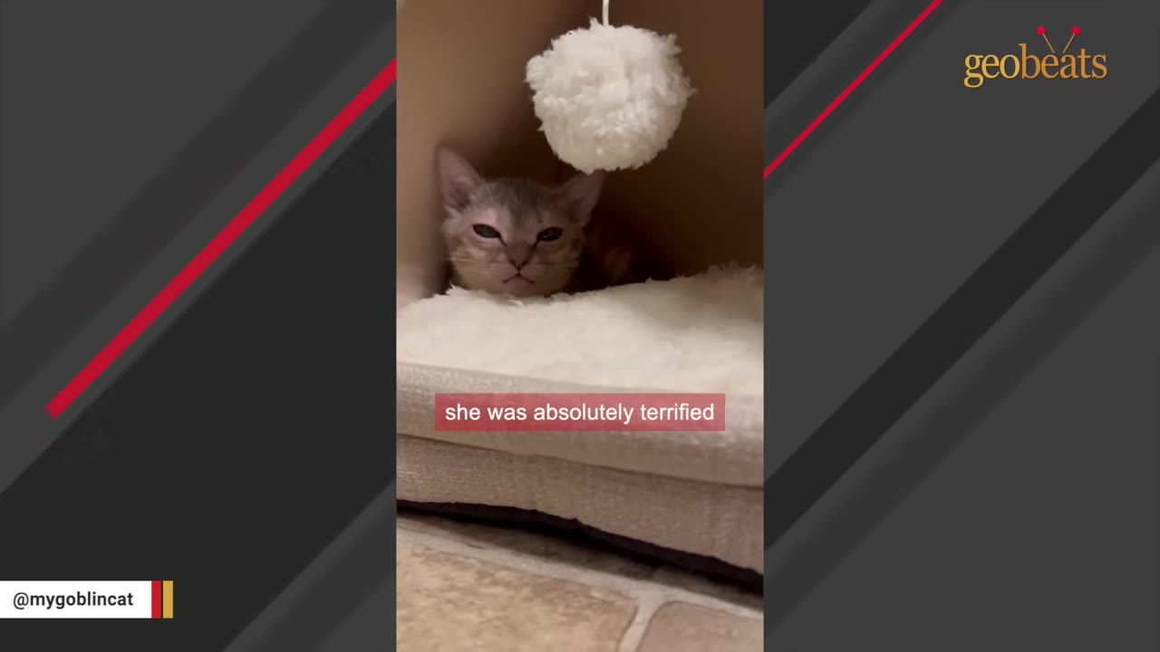 A small grey kitten with large ears sits tucked inside a pet bed under a hanging white pom-pom toy, looking directly at the camera.
