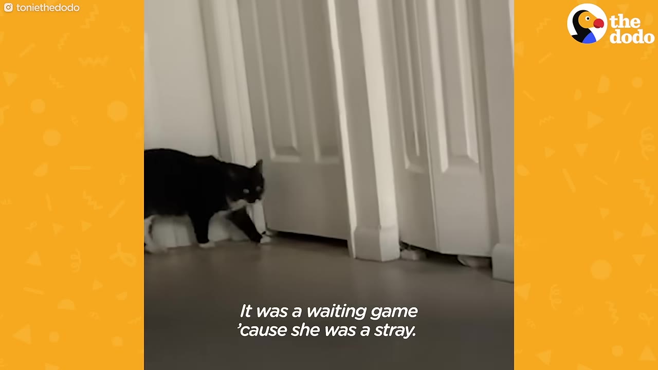 A black and white cat walks cautiously past white closet doors inside a house.