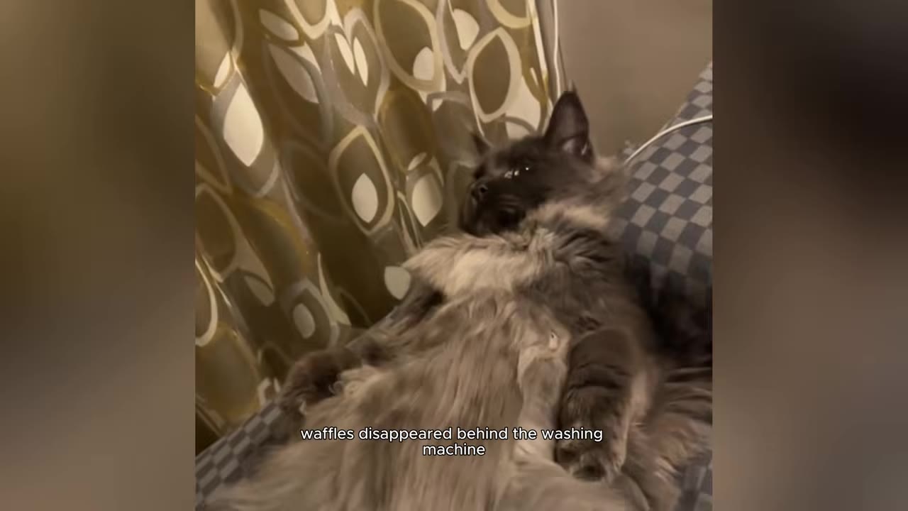 A fluffy grey cat lying on its back on a checkered blanket, with text overlay reading 'waffles disappeared behind the washing machine'.