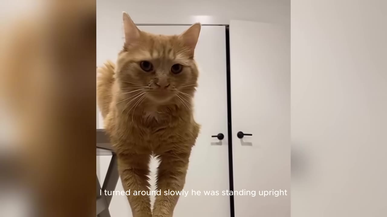 An orange cat standing upright on its hind legs, looking directly at the camera in front of a white door.