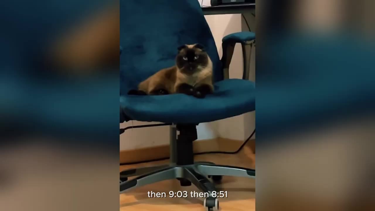A Siamese cat with dark points sits upright on a blue office chair, looking directly at the camera.