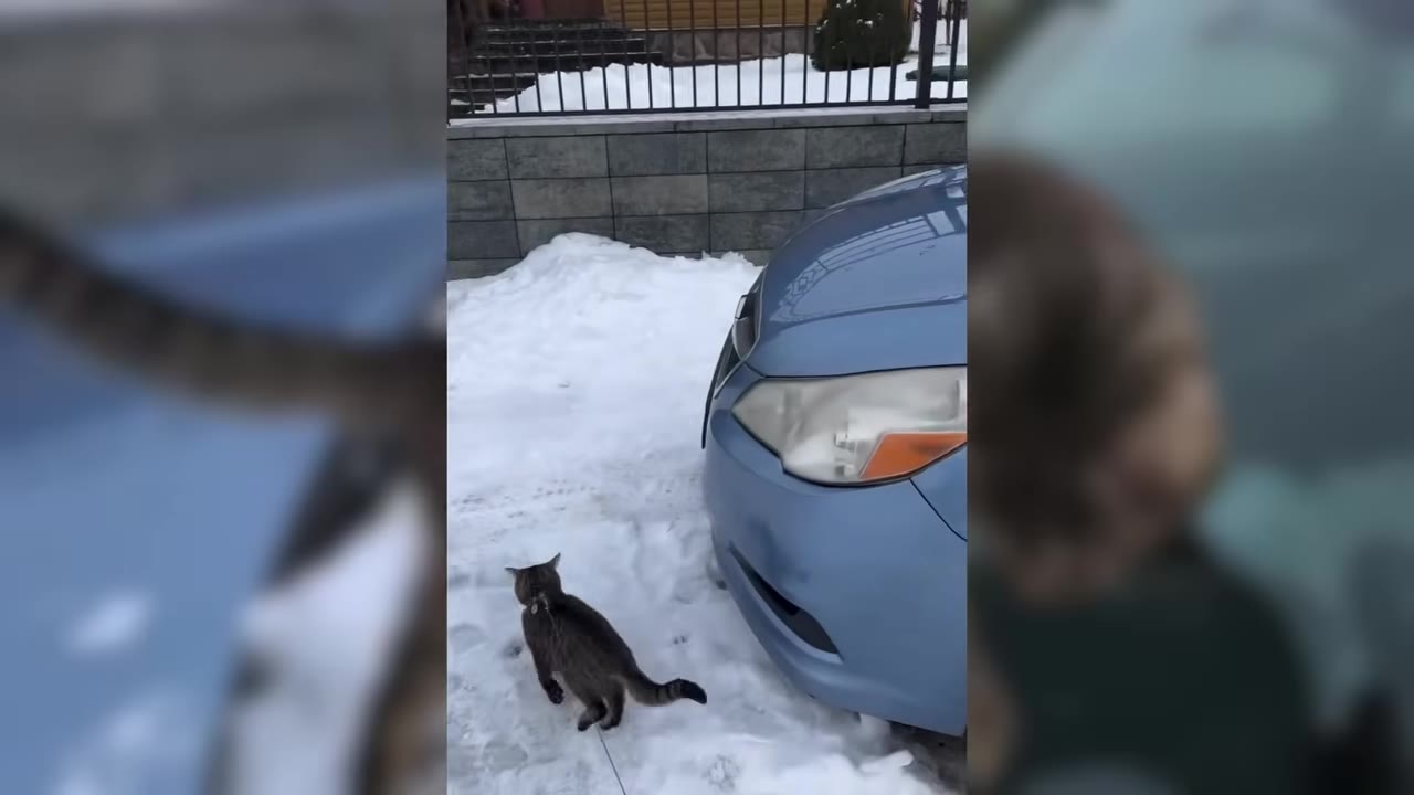 A tabby cat wearing a harness and leash walks on snow-covered ground next to a blue car.