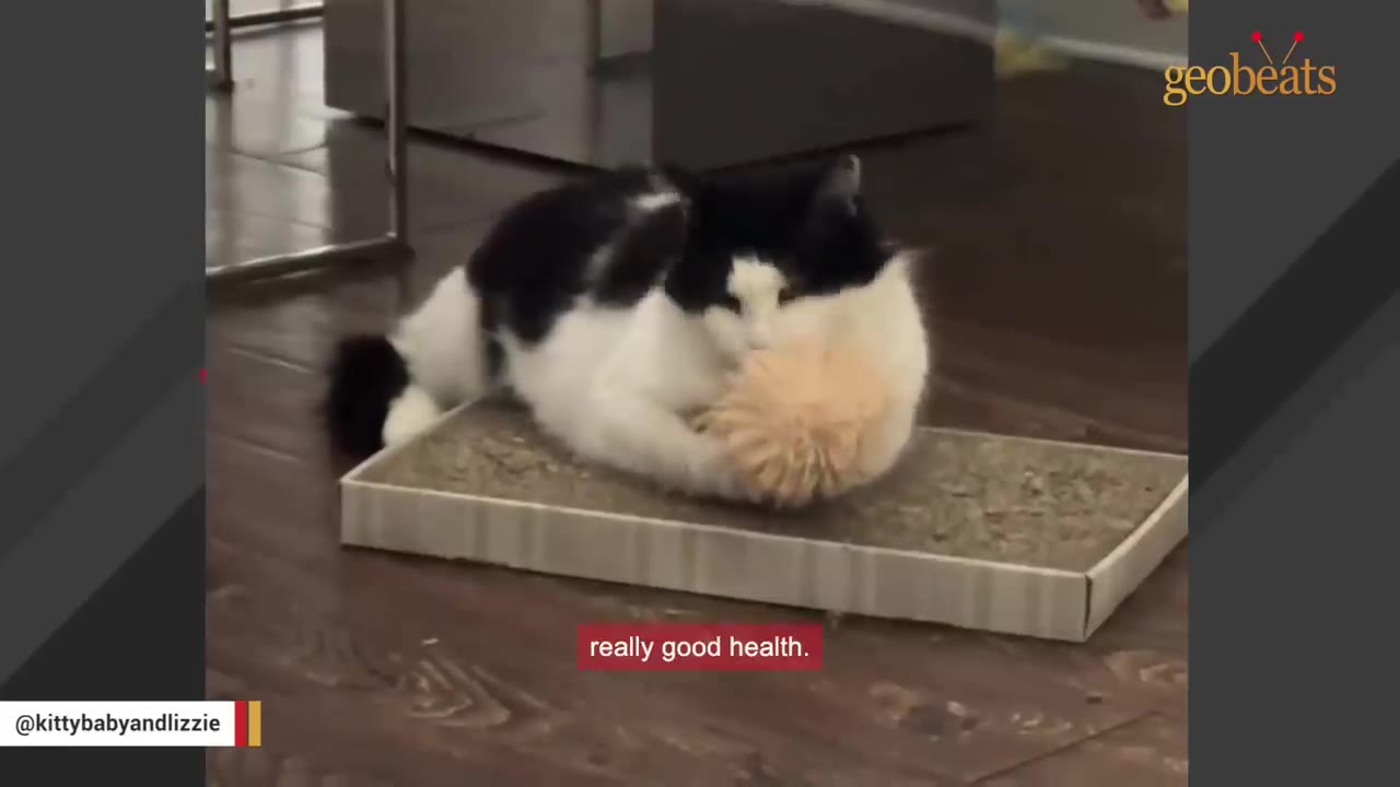 A black and white cat lying on a cardboard scratcher, playing with a fluffy toy.