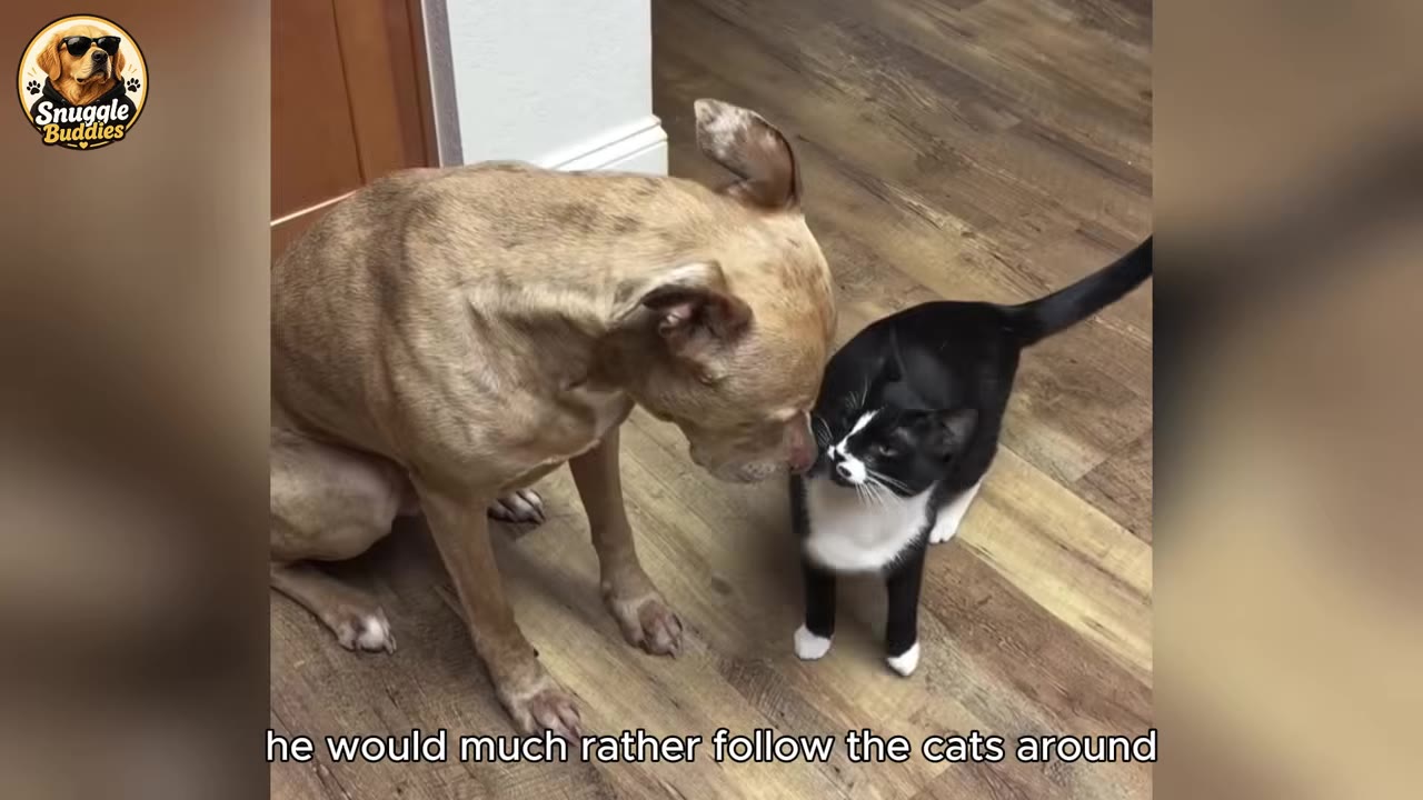 A tan dog sits on a wooden floor, leaning in to gently sniff a black and white cat who looks back up at him.