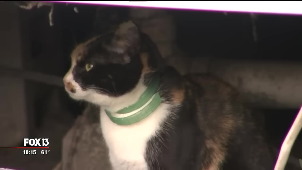 A calico cat wearing a green collar looks off to the side in a dark space.