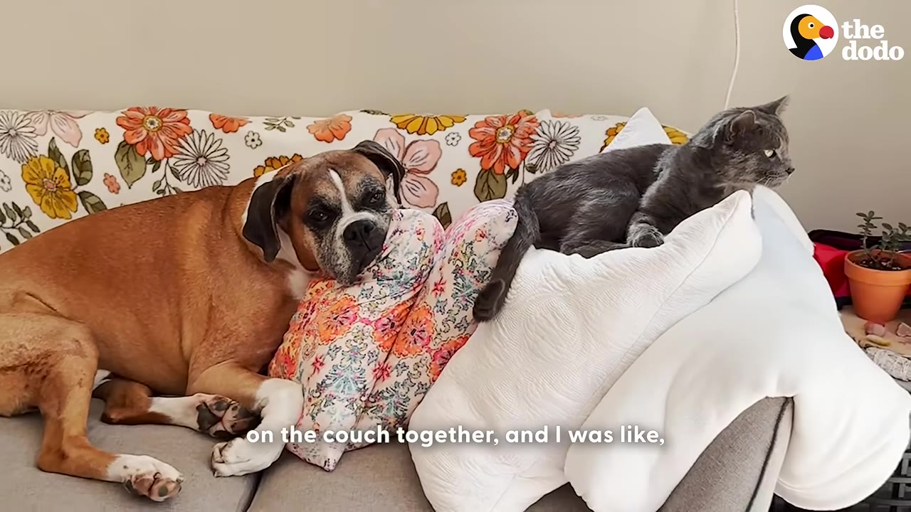A brown and white boxer dog and a grey cat lie comfortably together on a couch with floral and white pillows.