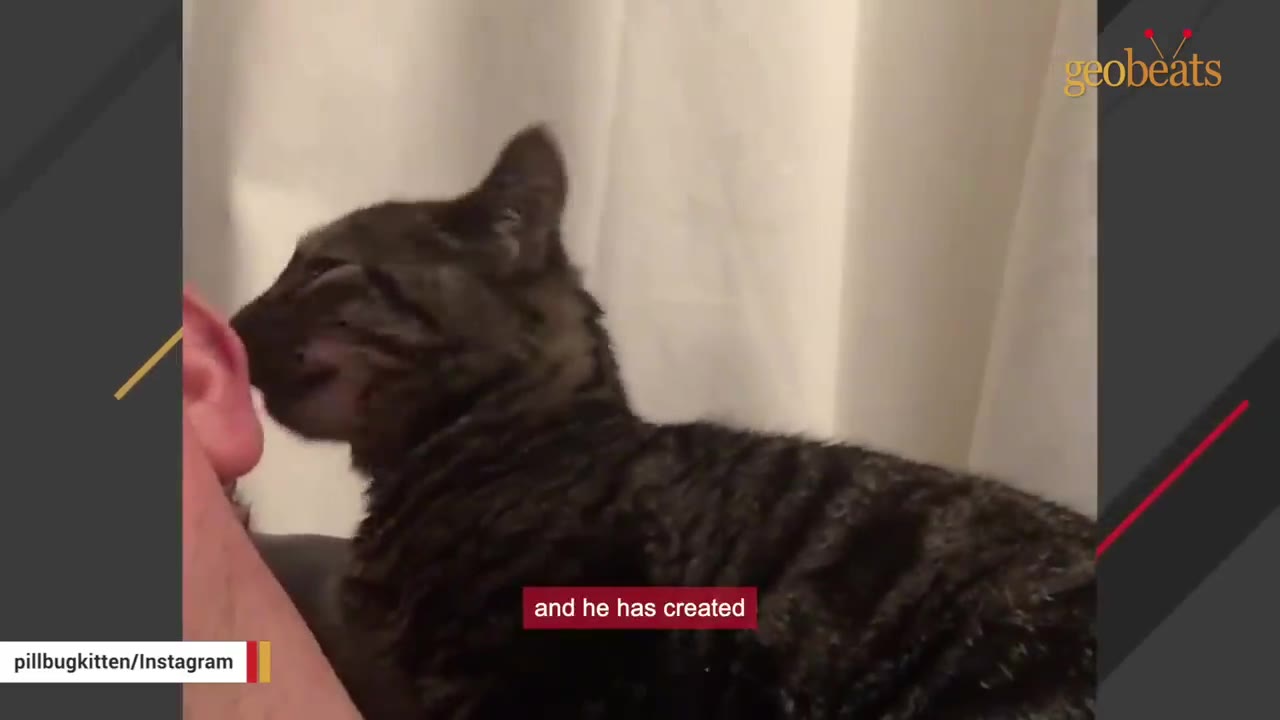 A close-up of a tabby cat nuzzling and purring against a man's ear.