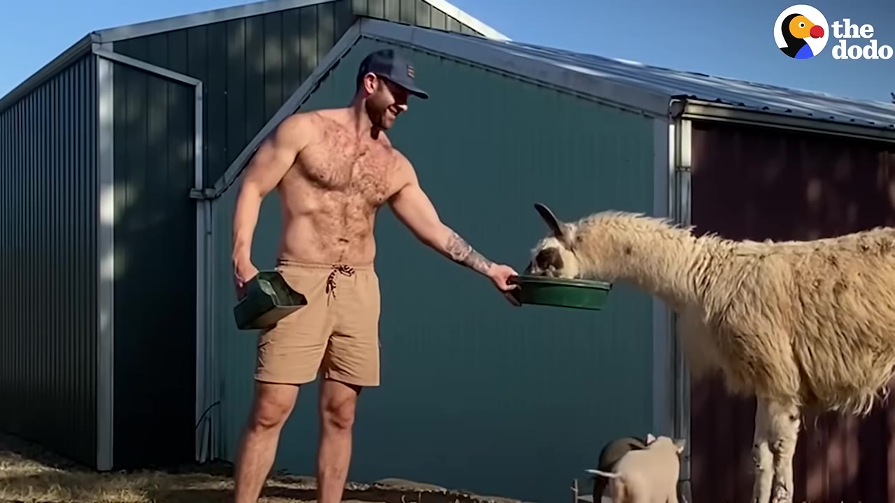 A shirtless man in a cap and shorts smiles as a llama eats food from a green bowl he is holding out.