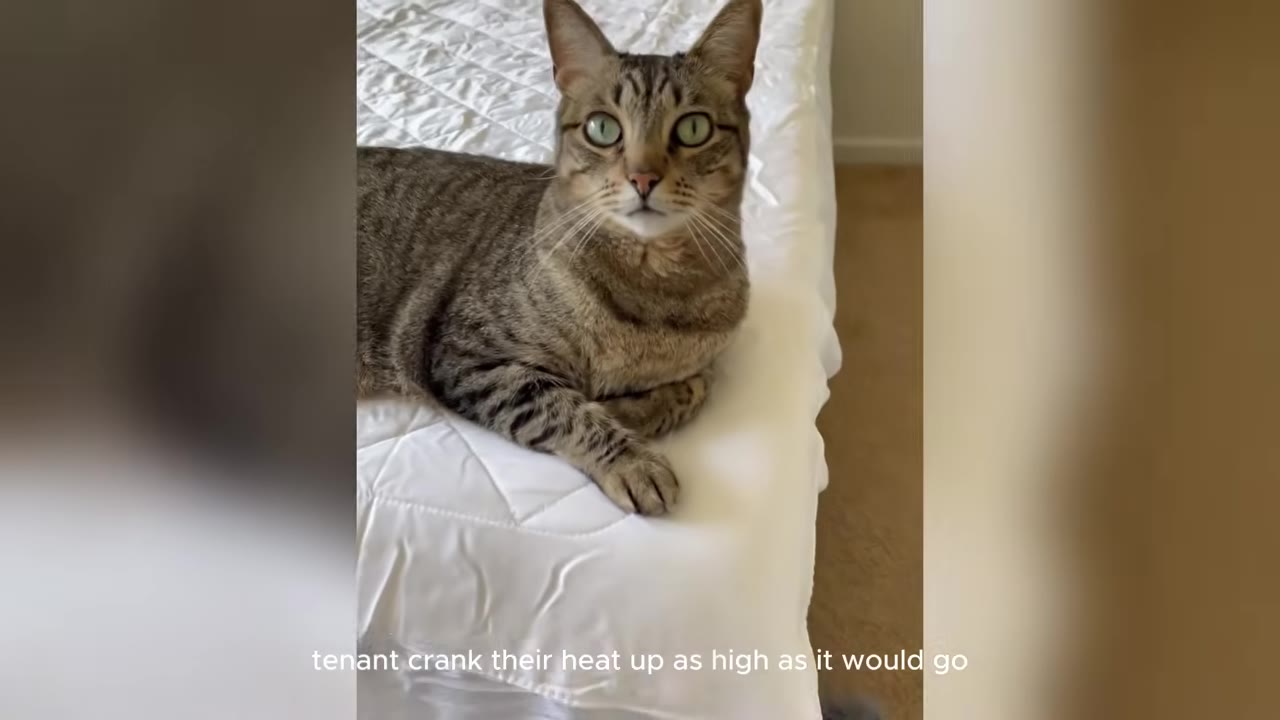 A tabby cat lies on a white quilted bed, looking directly at the camera with wide eyes.