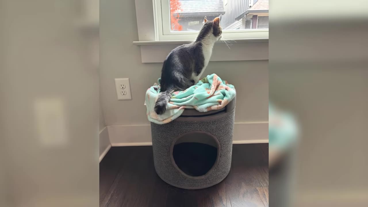 A grey and white cat with no front legs sits on a grey cat condo with a teal blanket, looking out a window.