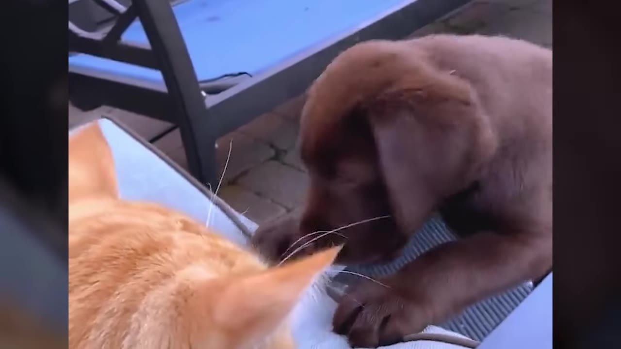A brown puppy curiously approaches an orange cat resting on a blue outdoor lounge chair.