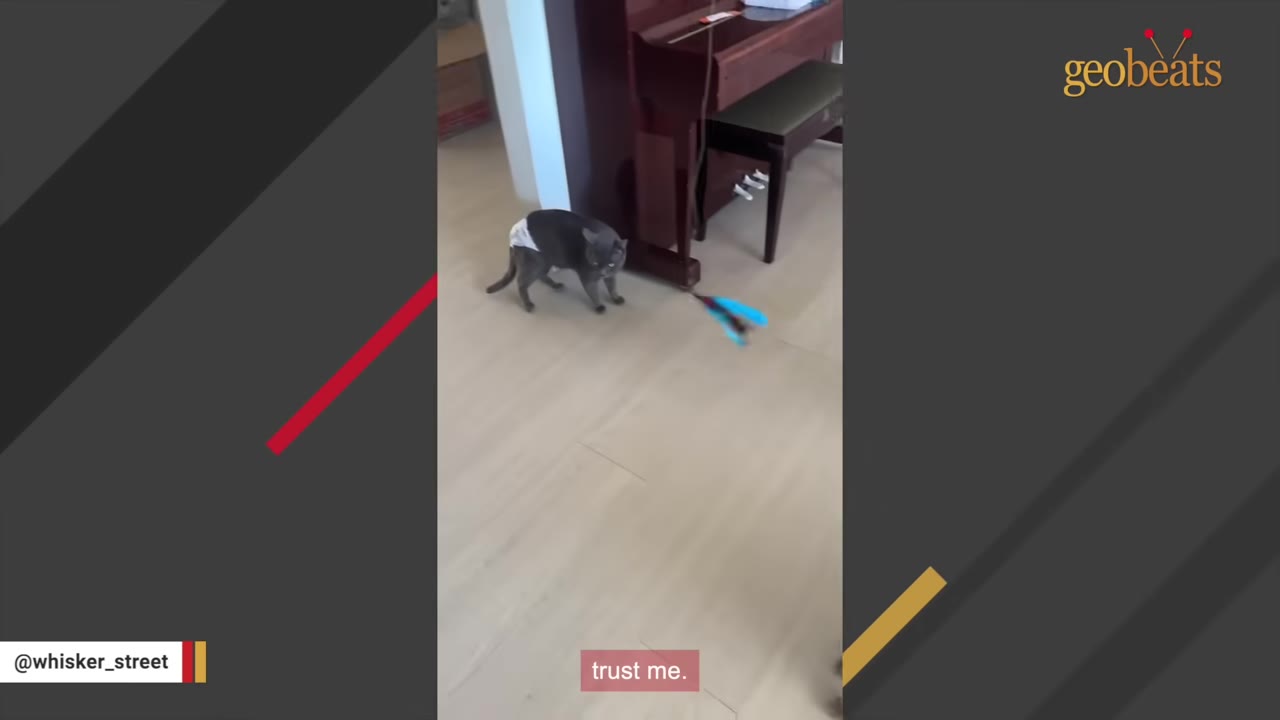 A grey cat wearing a white diaper stands on a light-colored wooden floor indoors near a piano, looking at a blue toy.