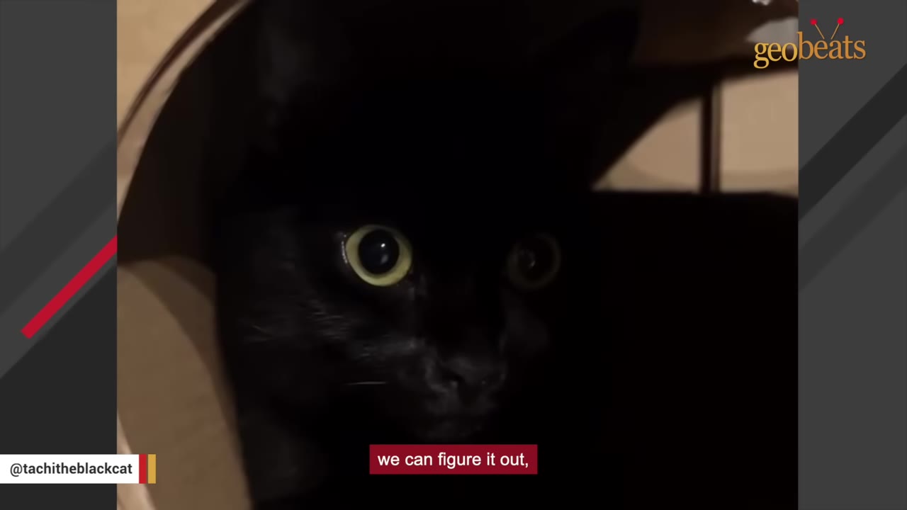 A close-up of a black cat with wide, yellow eyes peeking out from a dark, rounded opening.