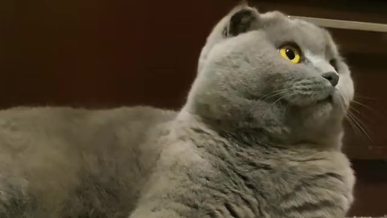 A close-up of a grey Scottish Fold cat looking up and to the side with wide, alert yellow eyes.