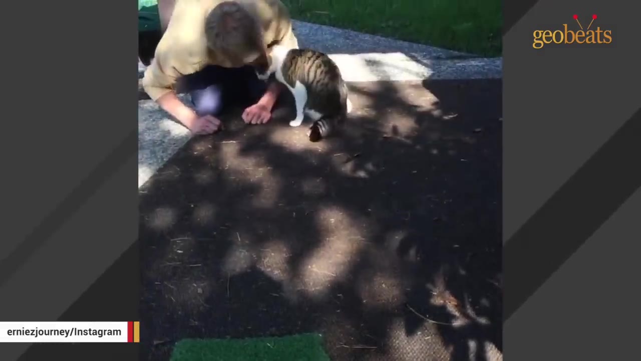 A man kneeling on the ground next to a tabby and white cat outdoors.