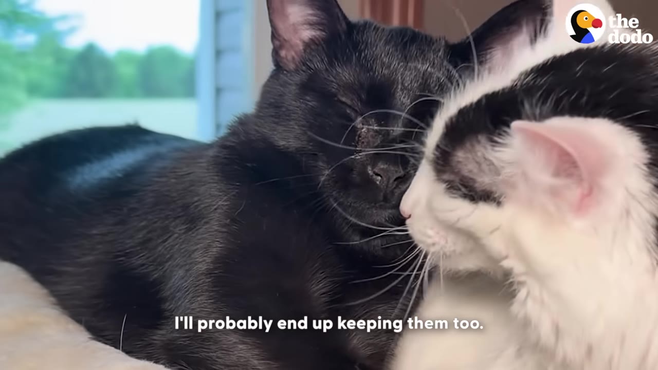 A black cat with eyes closed snuggles close to a black and white cat.