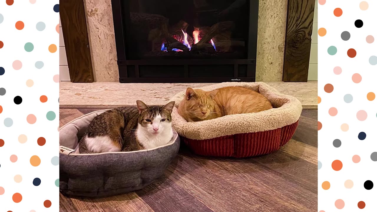 An orange tabby cat and a brown and white tabby cat resting in separate pet beds side-by-side on a wooden floor in front of a lit fireplace.