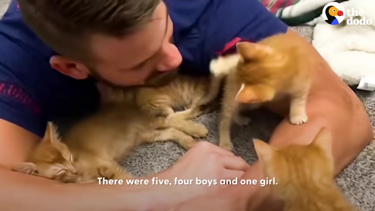 A man lying on a carpeted floor surrounded by several small orange kittens playing around him.