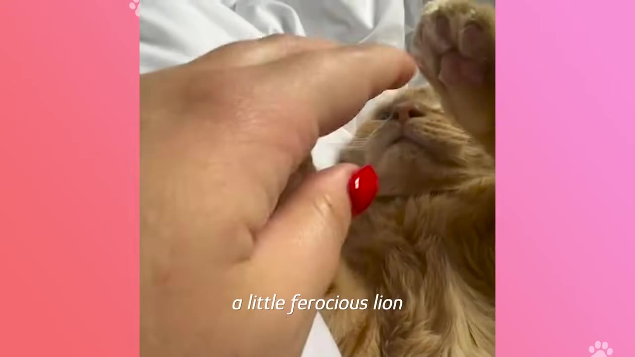 A close-up of an orange cat lying on its back as a hand with red nail polish gently interacts with it, with the text 'a little ferocious lion' displayed at the bottom.